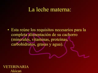 La leche materna: Esta reúne los requisitos necesarios para la completa alimentación de su cachorro (minerales, vitaminas, proteínas, carbohidratos, grasas y agua). 