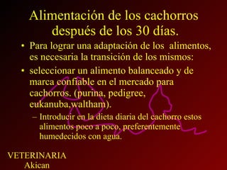Alimentación de los cachorros  después de los 30 días. Para lograr una adaptación de los  alimentos, es necesaria la transición de los mismos: seleccionar un alimento balanceado y de marca confiable en el mercado para cachorros. (purina, pedigree, eukanuba,waltham). Introducir en la dieta diaria del cachorro estos alimentos poco a poco, preferentemente humedecidos con agua. 