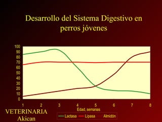 Desarrollo del Sistema Digestivo en perros jóvenes 