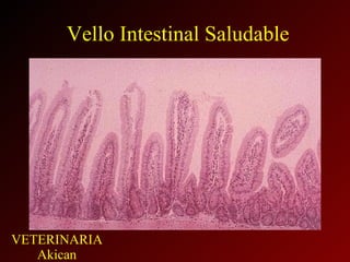 Vello Intestinal Saludable 