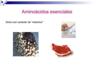 Aminoácidos esenciales Ocho con carácter de “vitamina” 
