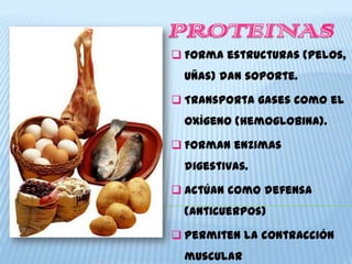  Forma estructuras (pelos,
  uñas) dan soporte.

 Transporta gases como el
  oxígeno (hemoglobina).

 Forman enzimas
  digestivas.

 Actúan como defensa
  (anticuerpos)

 Permiten la contracción
  muscular
 
