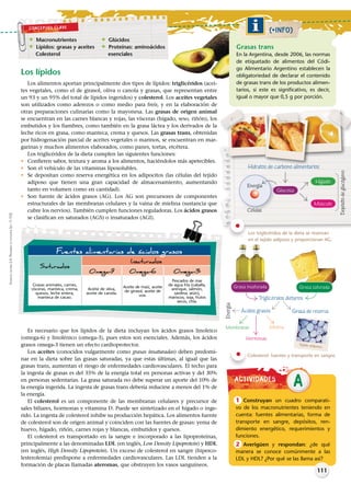 Los lípidos
Los alimentos aportan principalmente dos tipos de lípidos: triglicéridos (acei-
tes vegetales, como el de girasol, oliva o canola y grasas, que representan entre
un 93 y un 95% del total de lípidos ingeridos) y colesterol. Los
son utilizados como aderezos o como medio para freír, y en la elaboración de
otras preparaciones culinarias como la mayonesa. Las grasas de origen animal
se encuentran en las carnes blancas y rojas, las vísceras (hígado, seso, riñón), los
embutidos y los fiambres, como también en la grasa láctea y los derivados de la
leche ricos en grasa, como manteca, crema y quesos. Las grasas trans, obtenidas
por hidrogenación parcial de aceites vegetales o marinos, se encuentran en mar-
garinas y muchos alimentos elaborados, como panes, tortas, etcétera.
Los triglicéridos de la dieta cumplen las siguientes funciones:
Confieren sabor, textura y aroma a los alimentos, haciéndolos más apetecibles.
Son el vehículo de las vitaminas liposolubles.
Se depositan como reserva energética en los adipocitos (las células del tejido
adiposo que tienen una gran capacidad de almacenamiento, aumentando
tanto en volumen como en cantidad).
Son fuente de ácidos grasos (AG). Los AG son precursores de componentes
estructurales de las membranas celulares y la vaina de mielina (sustancia que
cubre los nervios). También cumplen funciones reguladoras. Los ácidos grasos
se clasifican en saturados (AGS) o insaturados (AGI).
Es necesario que los lípidos de la dieta incluyan los ácidos grasos linoleico
(omega-6) y linolénico (omega-3), pues estos son esenciales. Además, los ácidos
grasos omega-3 tienen un efecto cardioprotector.
Los aceites (conocidos vulgarmente como grasas insaturadas) deben predomi-
nar en la dieta sobre las grasas saturadas, ya que estas últimas, al igual que las
grasas trans, aumentan el riesgo de enfermedades cardiovasculares. El techo para
la ingesta de grasas es del 35% de la energía total en personas activas y del 30%
en personas sedentarias. La grasa saturada no debe superar un aporte del 10% de
la energía ingerida. La ingesta de grasas trans debería reducirse a menos del 1% de
la energía.
El colesterol es un componente de las membranas celulares y precursor de
sales biliares, hormonas y vitamina D. Puede ser sintetizado en el hígado o inge-
rido. La ingesta de colesterol inhibe su producción hepática. Los alimentos fuente
de colesterol son de origen animal y coinciden con las fuentes de grasas: yema de
huevo, hígado, riñón, carnes rojas y blancas, embutidos y quesos.
El colesterol es transportado en la sangre e incorporado a las lipoproteínas,
principalmente a las denominadas LDL (en inglés, Low Density Lipoprotein) y HDL
(en inglés, High Density Lipoprotein). Un exceso de colesterol en sangre (hiperco-
lesterolemia) predispone a enfermedades cardiovasculares. Las LDL tienden a la
formación de placas llamadas ateromas, que obstruyen los vasos sanguíneos.
Fuentes alimentarias de ácidos grasos
Saturados
Insaturados
Omega-9 Omega-6 Omega-3
Grasas animales, carnes,
vísceras, manteca, crema,
quesos, leche entera,
manteca de cacao.
Aceite de oliva,
aceite de canola.
Aceite de maíz, aceite
de girasol, aceite de
uva.
Pescados de mar
de agua fría (caballa,
arenque, salmón,
sardina, atún),
mariscos, soja, frutos
secos, chía.
ACTIVIDADES
A
1 Construyan un cuadro comparati-
vo de los macronutrientes teniendo en
cuenta: fuentes alimentarias, forma de
transporte en sangre, depósitos, ren-
dimiento energético, requerimientos y
funciones.
2 Averigüen y respondan: ¿de qué
manera se conoce comúnmente a las
LDL y HDL? ¿Por qué se las llama así?
111
CONCEPTOS CLAVE
KAPELUSZEDITORAS.A.PROHIBIDASUFOTOCOPIA(LEY11.723)
* Macronutrientes
* Lípidos: grasas y aceites
Colesterol
* Glúcidos
* Proteínas: aminoácidos
esenciales
(+INFO)
Grasas trans
En la Argentina, desde 2006, las normas
de etiquetado de alimentos del Códi-
go Alimentario Argentino establecen la
obligatoriedad de declarar el contenido
de grasas trans de los productos alimen-
tarios, si este es significativo, es decir,
igual o mayor que 0,5 g por porción.
Los triglicéridos de la dieta se reservan
en el tejido adiposo y proporcionan AG.
Colesterol: fuentes y transporte en sangre.C
Hidratos de carbono alimentarios
Glucosa
Hígado
Músculo
Células
Energía
Depósitodeglucógeno
Grasa saturada
Triglicéridos dietarios
Ácidos grasos
Energía
Grasa de reserva
Membranas
Hormonas
Mielina
Tejido adiposo.
Grasa insaturada
 