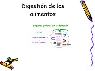 Digestión de los alimentos 