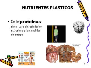 Son las  proteinas : sirven para el crecimiento y estructura y funcionalidad del cuerpo  NUTRIENTES PLASTICOS 