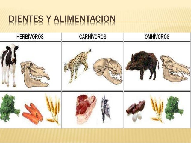 Alimentacion animales y plantas