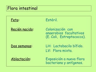 Flora intestinal
Feto: Estéril.
Recién nacido: Colonización con
anaerobios facultativos
(E. Coli, Estreptococco).
Dos semanas: LH: Lactobacilo bífido.
LV: Flora mixta.
Ablactación: Exposición a nueva flora
bacteriana y antígenos.
 