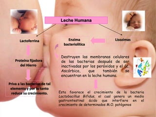Leche Humana
Lactoferrina Lisozimas
Proteína fijadora
del Hierro
Priva a las bacterias de tal
elemento y por lo tanto
reduce su crecimiento.
Enzima
bacteriolítica
Destruyen las membranas celulares
de las bacterias después de ser
inactivadas por los peróxidos y el ác.
Ascórbico, que también se
encuentran en la leche humana.
Esta favorece el crecimiento de la bacteria
Lactobacillus Bifidus, el cual genera un medio
gastrointestinal ácido que interfiere en el
crecimiento de determinados M.O. patógenos
 