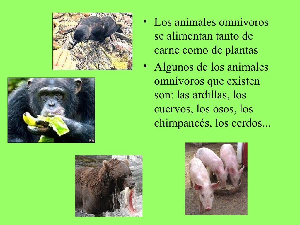 Alimentacion de los animales Alimentacion de los animales