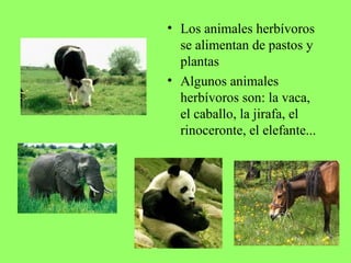 Los animales herbívoros se alimentan de pastos y plantas  Algunos animales herbívoros son: la vaca, el caballo, la jirafa, el rinoceronte, el elefante... 