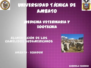 UNIVERSIDAD TÈCNICA DE
AMBATO

Ecuador

MEDICINA VETERINARIA Y
ZOOTECNIA
ALIMENTACIÓN DE LOS
CAMÉLIDOS SUDAMERICANOS
Ambato - Ecuador

Gabriela Eugenio

 