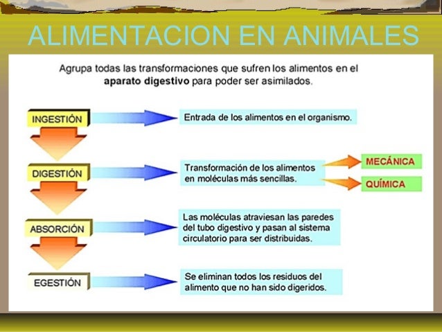 Alimentacion en animales