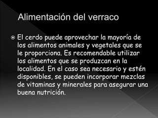  El cerdo puede aprovechar la mayoría de
los alimentos animales y vegetales que se
le proporciona. Es recomendable utilizar
los alimentos que se produzcan en la
localidad. En el caso sea necesario y estén
disponibles, se pueden incorporar mezclas
de vitaminas y minerales para asegurar una
buena nutrición.
 