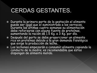  Durante la primera parte de la gestación el alimento
puede ser igual que el suministrado a los verracos.
Durante las últimas cuatro semanas su alimentación
debe reforzarse con alguna fuente de proteínas,
aumentando la ración de 1.5 Kg. a 3 Kg. por día.
 Después del parto se debe proporcionar un alimento
rico en proteínas debido a la gran demanda fisiológica
que exige la producción de leche.
 Los lechones empezarán a consumir alimento copiando la
conducta de la madre; es recomendable que éstos
dispongan de alimento molido.
 