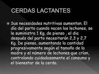  Sus necesidades nutritivas aumentan. El
día del parto cuando nacen los lechones, se
le suministra 1 Kg. de pienso , el dia
después del parto necesitarán 2,3 y 2,7
Kg. De pienso, aumentando la cantidad
progresivamente según el tamaño de la
madre y el número de lechones que crían,
controlando cuidadosamente el consumo y
el bienestar de la cerda.
 