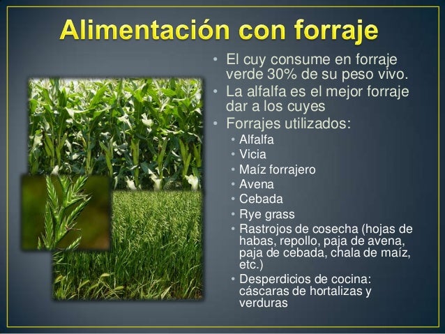 Resultado de imagen para IMAGENES DE TIPO CUYES FORRAJE