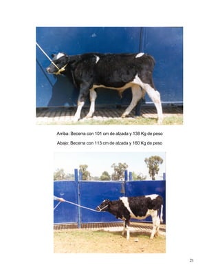 Arriba: Becerra con 101 cm de alzada y 138 Kg de peso
Abajo: Becerra con 113 cm de alzada y 160 Kg de peso

21

 