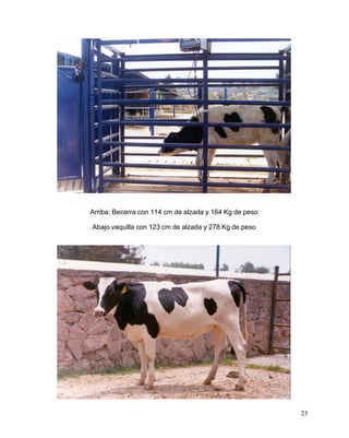 Arriba: Becerra con 114 cm de alzada y 164 Kg de peso
Abajo vaquilla con 123 cm de alzada y 278 Kg de peso

23

 