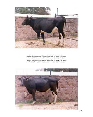 Arriba: Vaquilla con 125 cm de alzada y 286 Kg de peso
Abajo: Vaquilla con 133 cm de alzada y 351 Kg de peso

24

 