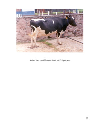 Arriba: Vaca con 137 cm de alzada y 652 Kg de peso

30

 