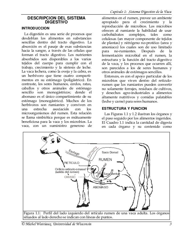 SISTEMA DIGESTIVO DE LA VACA