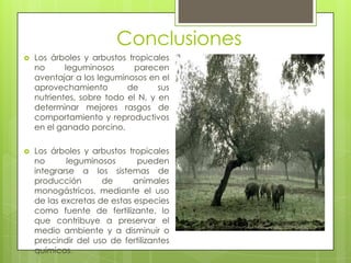 Conclusiones
   Los árboles y arbustos tropicales
    no      leguminosos      parecen
    aventajar a los leguminosos en el
    aprovechamiento        de      sus
    nutrientes, sobre todo el N, y en
    determinar mejores rasgos de
    comportamiento y reproductivos
    en el ganado porcino.

   Los árboles y arbustos tropicales
    no      leguminosos       pueden
    integrarse a los sistemas de
    producción       de      animales
    monogástricos, mediante el uso
    de las excretas de estas especies
    como fuente de fertilizante, lo
    que contribuye a preservar el
    medio ambiente y a disminuir o
    prescindir del uso de fertilizantes
    químicos.
 