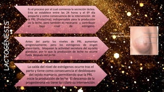 Es el proceso por el cual comienza la secreción láctea.
Esta se establece entre las 24 horas y el 6º día
posparto y como consecuencia de la intervención de
la PRL (Prolactina); indispensable para la producción
de la leche, pero también es necesario y contribuye
el bajo nivel de estrógeno.
Antes del parto los niveles de PRL aumentan
progresivamente, pero los estrógenos de origen
placentario, bloquean la actividad secretora del epitelio
glandular, por lo que la producción de leche no ocurre
hasta después del parto
La caída del nivel de estrógenos ocurre tras el
parto y tiene como consecuencia el desbloqueo
del tejido mamario, permitiendo que la PRL
inicie la producción de leche. El descenso de la
progesterona no tiene tan claro su intervención.
Mama o seno
Glándula Mamaria
Pezón
LACTOGÉNESIS
 