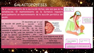 GALACTOPOYESIS
Es el mantenimiento de la secreción láctea, una vez que se ha
establecido. El mantenimiento de la lactancia requiere
principalmente un mantenimiento de la succión periódica del
pezón.
La succión del pezón,
actúa a nivel
neurohormonal
causando el aumento de
los niveles de PRL, pese
a que no parece que
estos niveles tengan
que ser muy altos.
El mecanismo por el cual
la succión actúa
produciendo liberación
de PRL, no es bien
conocido. No solo hay
que mantener la succión
periódica sino que
también, la frecuencia de
la succión actúa
determinantemente para
mantener la lactancia.
si se suspenda mas de 12
horas, la producción de
leche baja
considerablemente
 