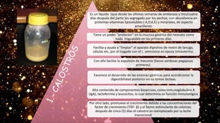 Es un líquido (que desde las últimas semanas de embarazo y tres/cuatro
días después del parto )es segregado por los pechos, con abundancia en
proteínas vitaminas liposolubles ( A,D,K,E) y minerales, de aspecto
amarillento.
Tiene un poder "protector" en la mucosa gástrica del neonato como
nada inigualable en los primeros días.
Facilita y ayuda a "limpiar" el aparato digestivo de restos de lanugo,
células etc. por el tragado con el L. amniótico en época intrauterino.
Con ello facilita la expulsión de meconio (heces verdosas pegajosas
primeras).
Favorece el desarrollo de las enzimas gástricas para acondicionar la
digestibilidad posterior en su tomas lácteas.
Alto contenido de componentes bioactivos, como inmunoglobulina A
(IgA), lactoferrina y leucocitos, lo cual determina su función inmunológica
Por otro lado, promueve el crecimiento debido a las concentraciones del
factor de crecimiento (TGF- β) y el factor estimulante de colonias;
después de cinco (5) días el calostro es reemplazado por la leche
transicional
 