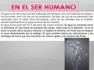 El agua no es otra cosa que dos moléculas de hidrógeno con una molécula de oxígeno.
Así de simple, pero a la vez así de complicado. Se trata de uno de los elementos más
esenciales para la salud, tanto del planeta, como de los animales que lo pueblan,
resulta fundamental en la supervivencia del ser humano
El agua forma parte del 70 % del peso del cuerpo humano. El agua se comporta como
un lubricante en casi todos los procesos del cuerpo, sobre todo en la digestión. Ya en la
boca, la propia saliva ayuda a masticar y a deglutir el alimento, de modo que se asegure
un buen deslizamiento por el esófago. El agua también lubrica las articulaciones y los
cartílagos de forma que nos movamos con menos rigidez y de manera más fluida.

 