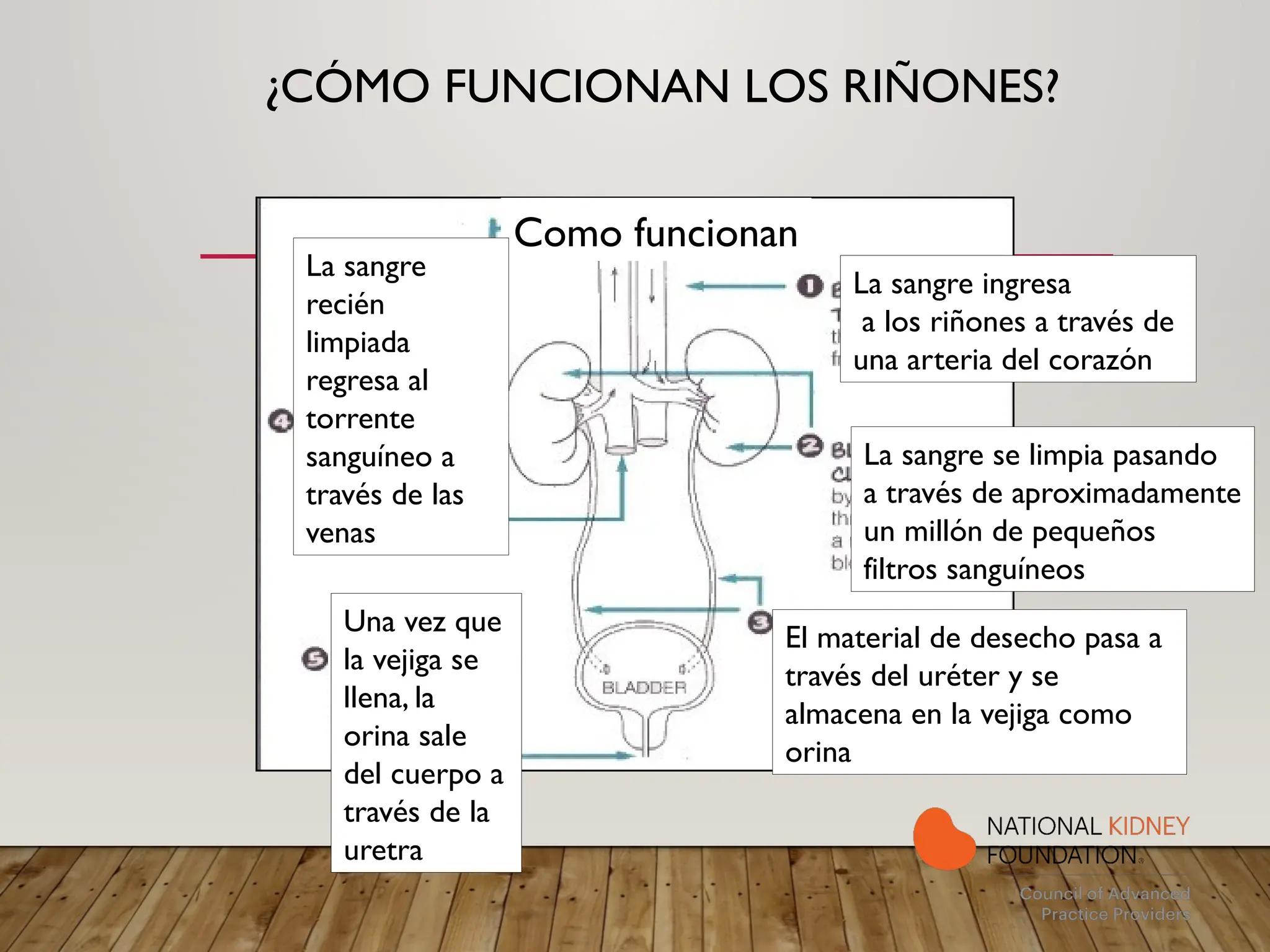 ¿CÓMO FUNCIONAN LOS RIÑONES?
Como funcionan
La sangre ingresa
a los riñones a través de
una arteria del corazón
La sangre se limpia pasando
a través de aproximadamente
un millón de pequeños
filtros sanguíneos
El material de desecho pasa a
través del uréter y se
almacena en la vejiga como
orina
La sangre
recién
limpiada
regresa al
torrente
sanguíneo a
través de las
venas
Una vez que
la vejiga se
llena, la
orina sale
del cuerpo a
través de la
uretra
 