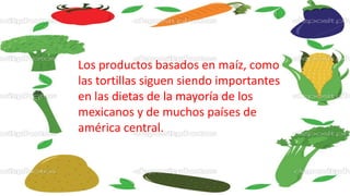Los productos basados en maíz, como
las tortillas siguen siendo importantes
en las dietas de la mayoría de los
mexicanos y de muchos países de
américa central.
 