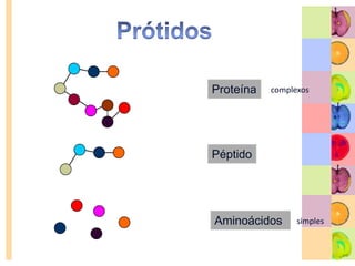PrótidosSão nutrientes necessários à construção, renovação e reparação das nossas células.Função plásticaSão essenciais para o normal desenvolvimento físico e intelectual.