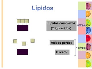 LípidosFornecem energia ajudando o organismo a proteger-se do frio.Têm um papel importante na construção de novas células.Função plástica e energética.