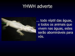 YHWH adverte ... todo réptil das águas, e todos os animais que vivem nas águas, estes serão abomináveis para vós. 