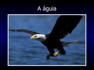 A águia 