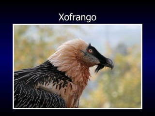 Xofrango 