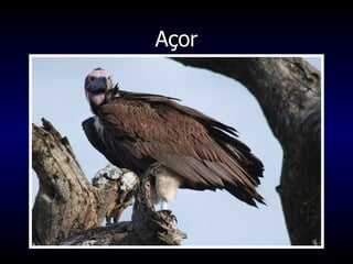 Açor 