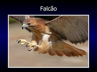 Falcão 