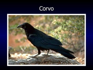 Corvo 