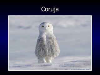 Coruja 
