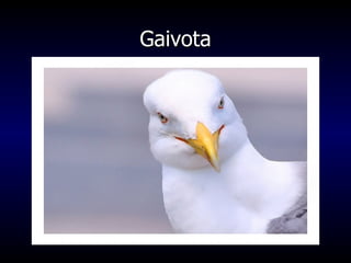 Gaivota 
