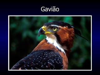 Gavião 
