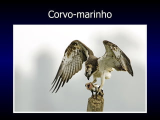 Corvo-marinho 