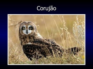Corujão 