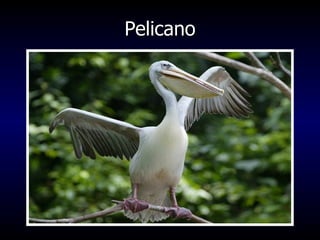 Pelicano 