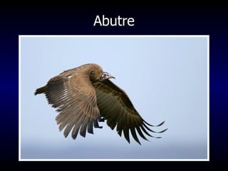Abutre 