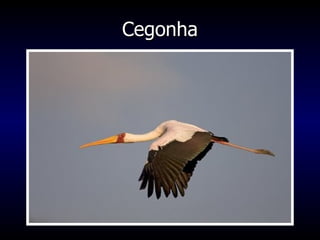 Cegonha 