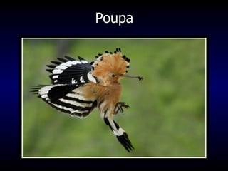 Poupa 
