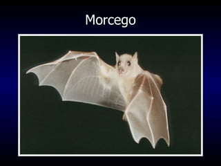 Morcego 